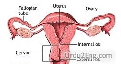 cervix in pregnancy meaning in urdu