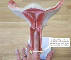 cervix position meaning in urdu