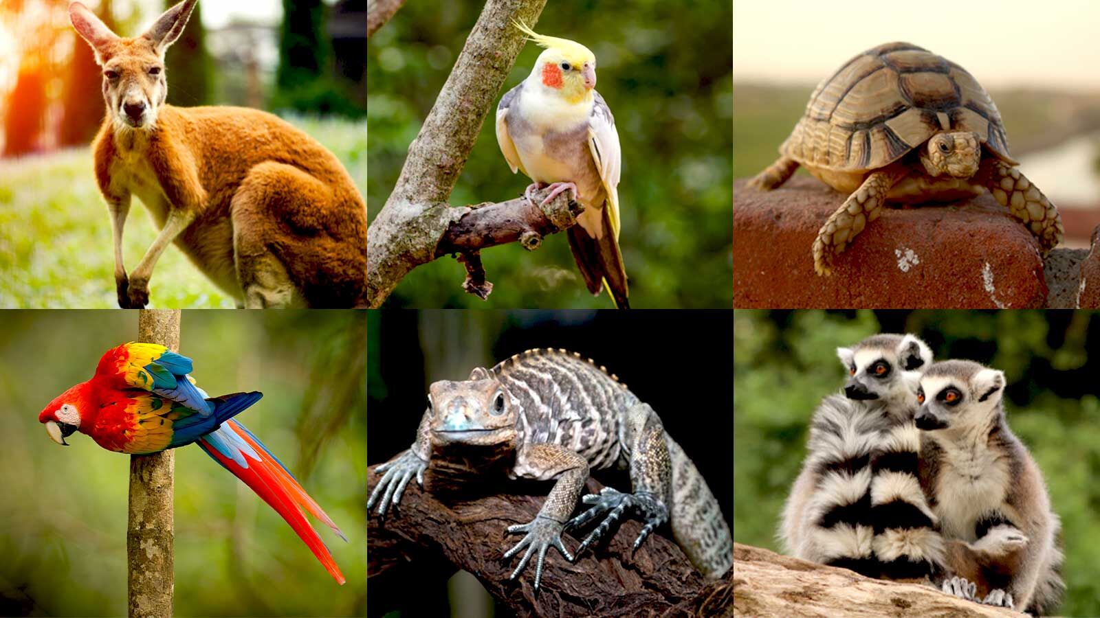 Exotic Animals Meaning In Urdu