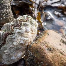 The World Is Your Oyster Meaning In Urdu