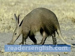 aardvark Urdu meaning