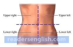 abdominal Urdu meaning