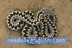 adder Urdu meaning