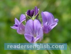 alfalfa Urdu meaning