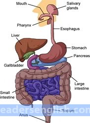 alimentary Urdu meaning