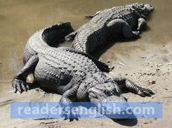alligator Urdu meaning