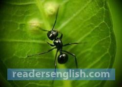 ant Urdu meaning