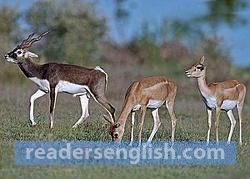 antelope Urdu meaning