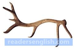 antler Urdu meaning