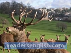 antler Urdu meaning
