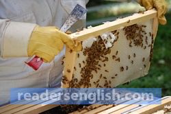 apiculture Urdu meaning