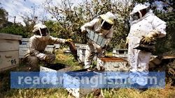 apiculture Urdu meaning