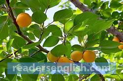 apricot Urdu meaning