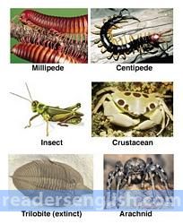 arthropod Urdu meaning