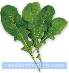 arugula Urdu meaning