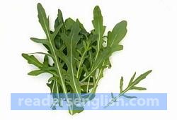 arugula Urdu meaning