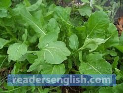 arugula Urdu meaning