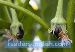 aubergine Urdu meaning