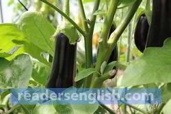 aubergine Urdu meaning