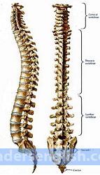 backbone Urdu meaning