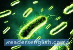 bacteria Urdu meaning