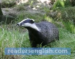 Badger Urdu meaning