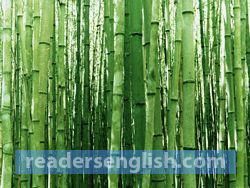 bamboo Urdu meaning