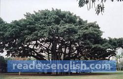 banyan Urdu meaning