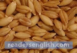 barley Urdu meaning