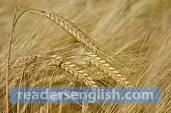 barley Urdu meaning