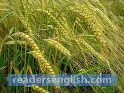 barley Urdu meaning