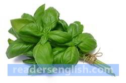 Basil Urdu meaning