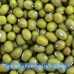 bean Urdu meaning