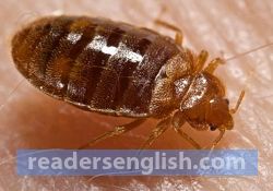 bedbug Urdu meaning