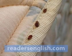 bedbug Urdu meaning