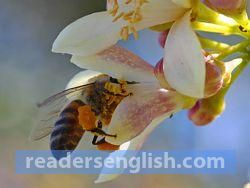 bee Urdu meaning