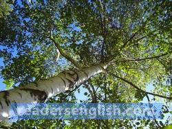 birch Urdu meaning