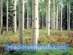 birch Urdu meaning
