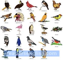 bird Urdu meaning