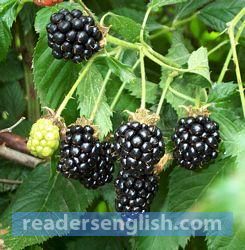 blackberry Urdu meaning