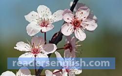 blossom Urdu meaning