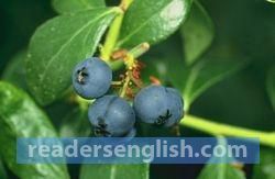 blueberry Urdu meaning