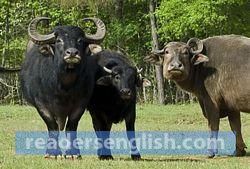 Buffalo Urdu meaning