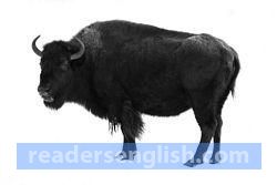 Buffalo Urdu meaning