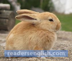 bunny Urdu meaning