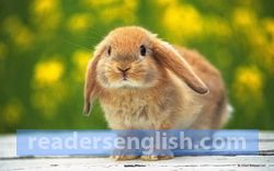 bunny Urdu meaning