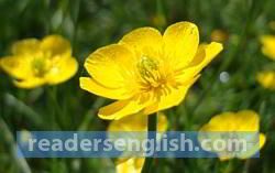 buttercup Urdu meaning