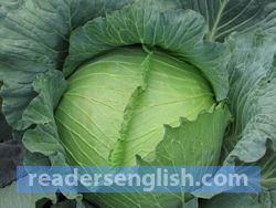 cabbage Urdu meaning