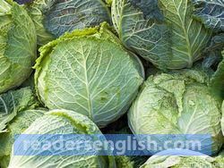 cabbage Urdu meaning