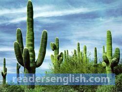 cactus Urdu meaning